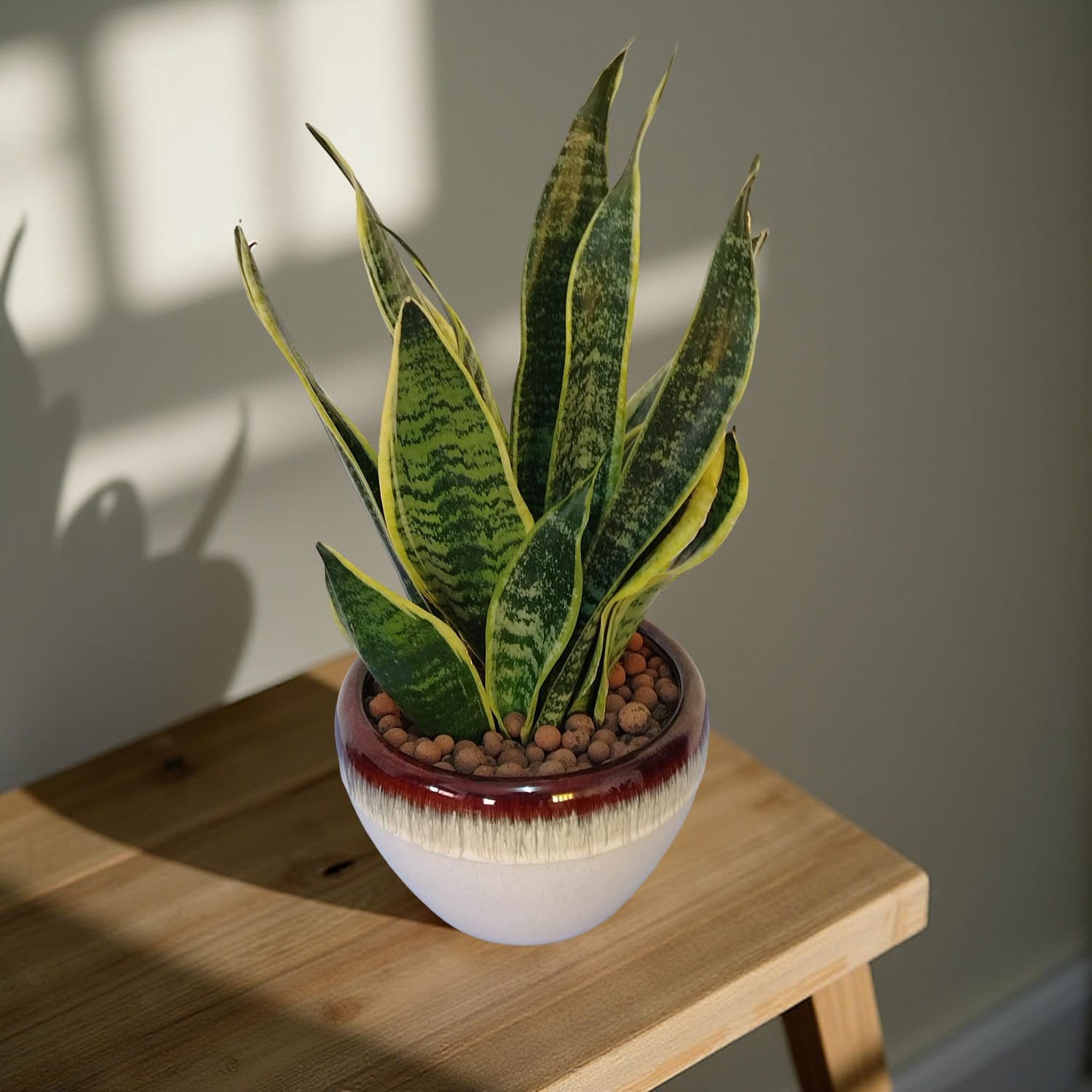صبار جلد النمر Tiger Skin Cactus