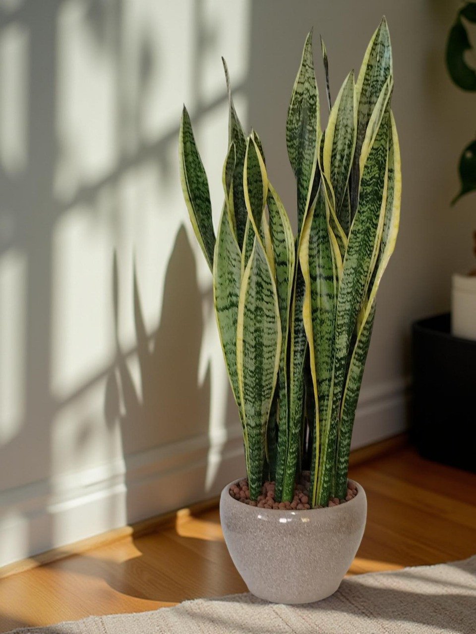 ذلب ثلاثي الأحزمة في وعاء أنيق  Sansevieria Trifasciata in Elegant Pot