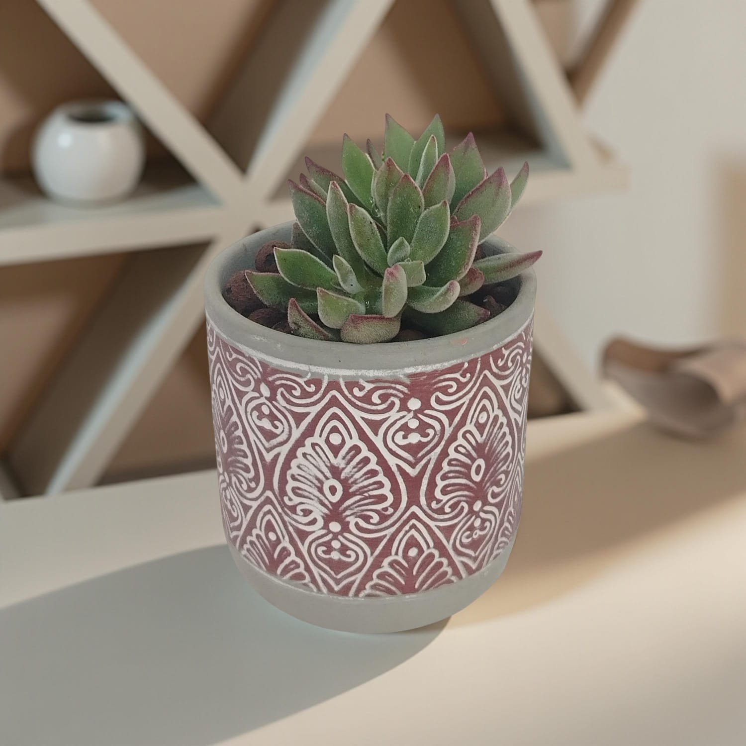 إيشفيريا إيليجانز في وعاء سيراميكي  Echeveria Elegans in Ceramic Pot