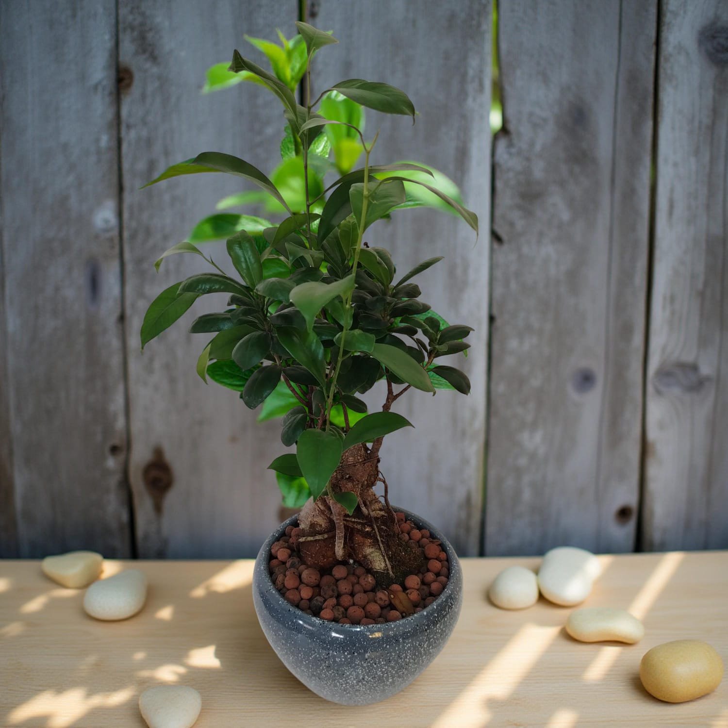 نبتة تين صغيرة  فيكس مايكروكاربا Small Fig Plant  Ficus Microcarpa