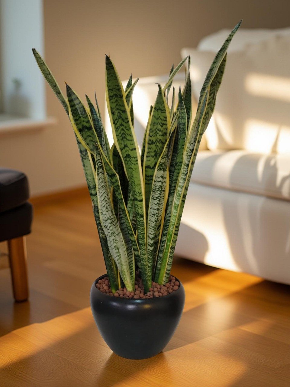 صبار جلد النمر  سانسيفيريا لورينتي في وعاء أنيق  Tiger Skin Cactus Sansevieria Laurentii in Elegant Pot