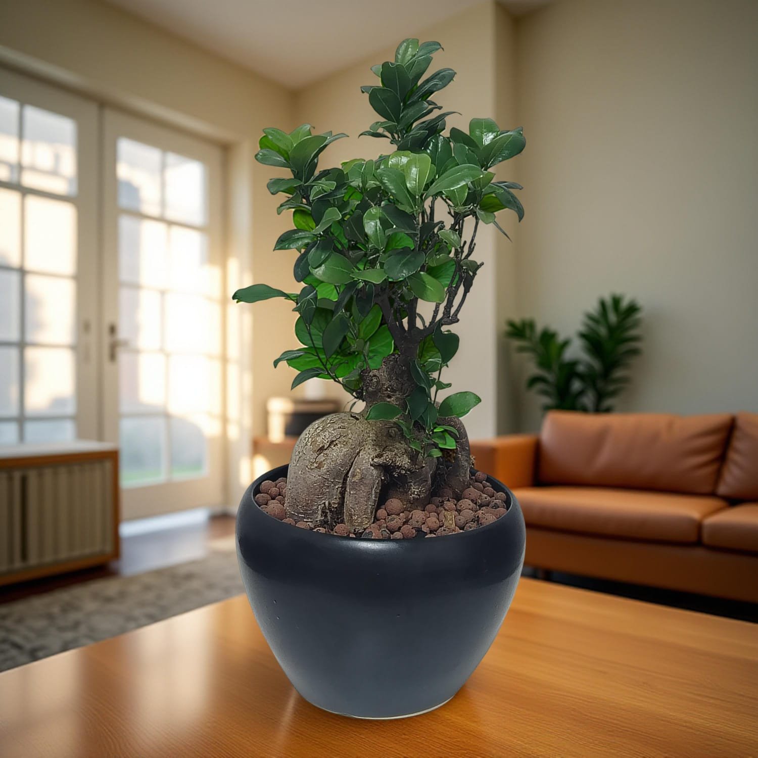 نبتة بونساي مصغّرة Miniature Bonsai Tree