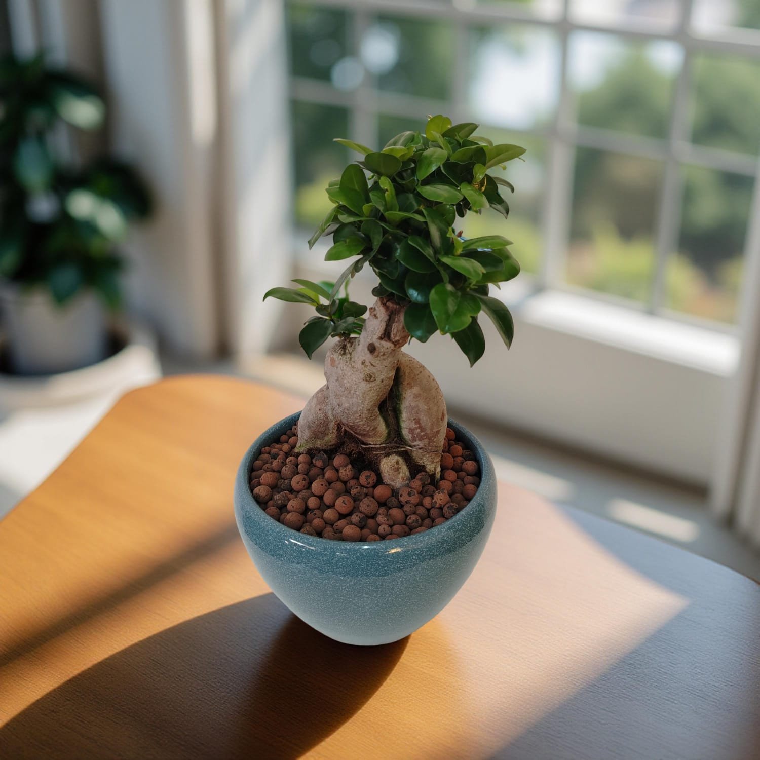 نبات فيكس بونساي Ficus Bonsai Plant