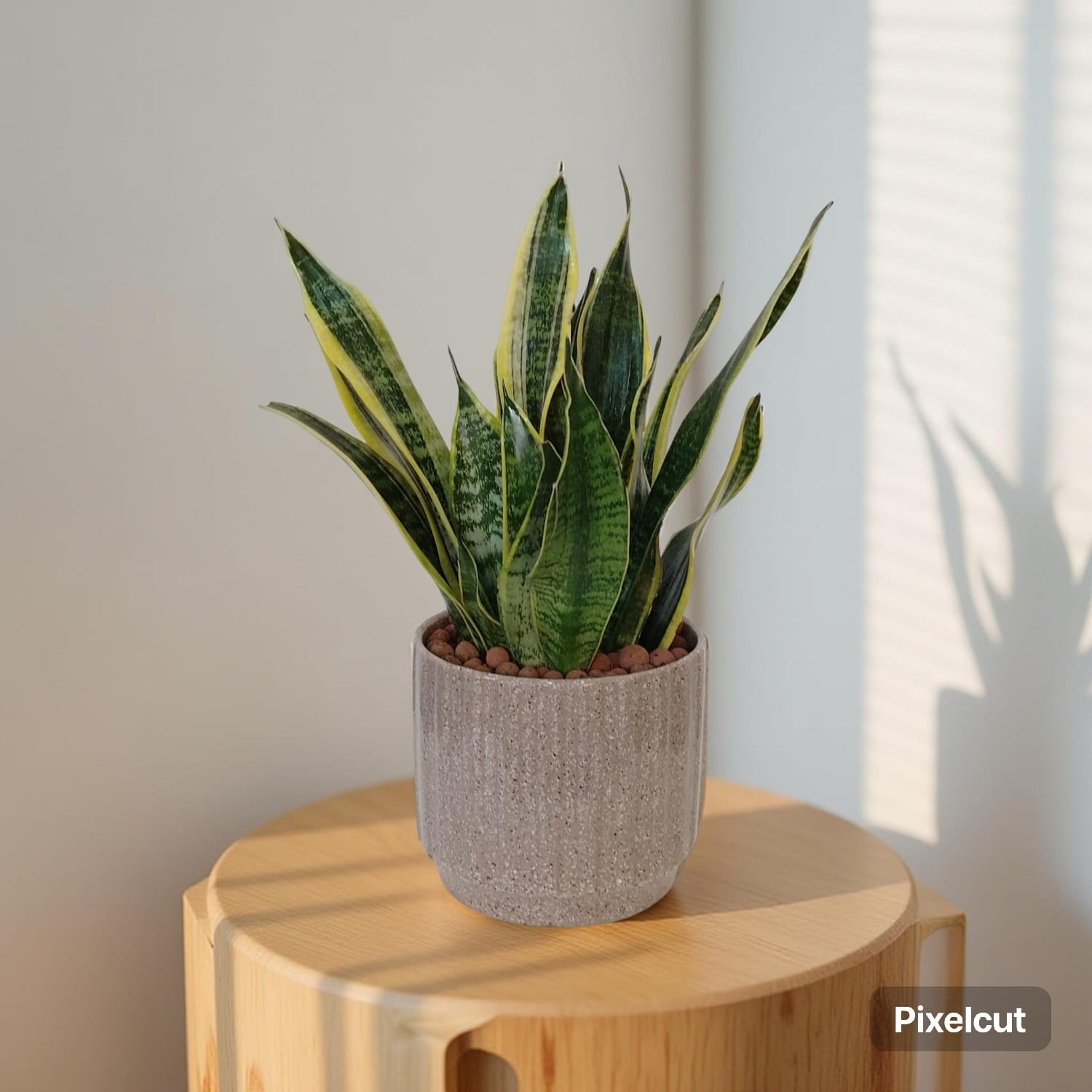 نبات جلد النمر  سانسيفيريا ثلاثية الأحزمة Tiger’s Tongue Plant Sansevieria Trifasciata