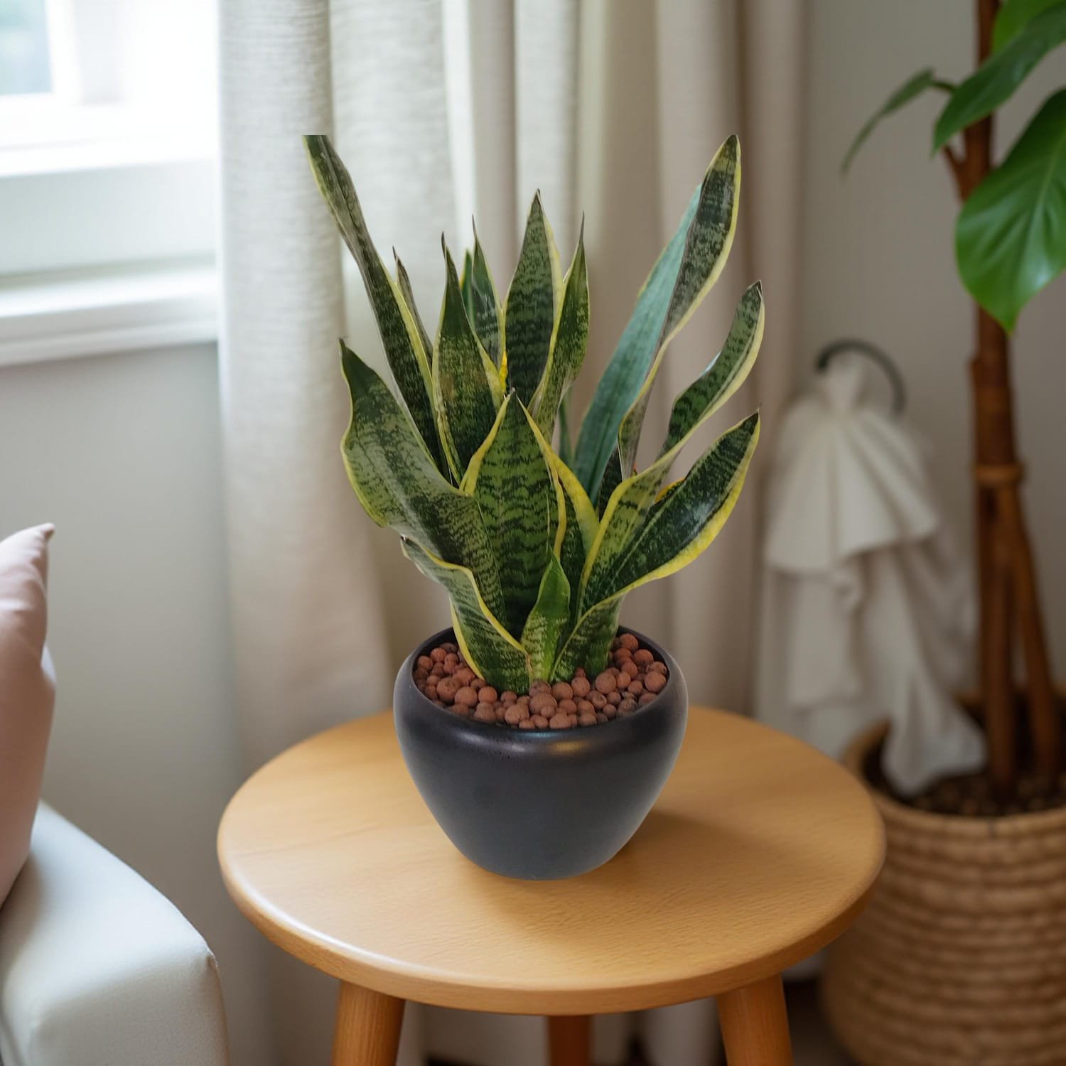 السنسفيرا (سانسيفيريا)  Sansevieria (Snake Plant)