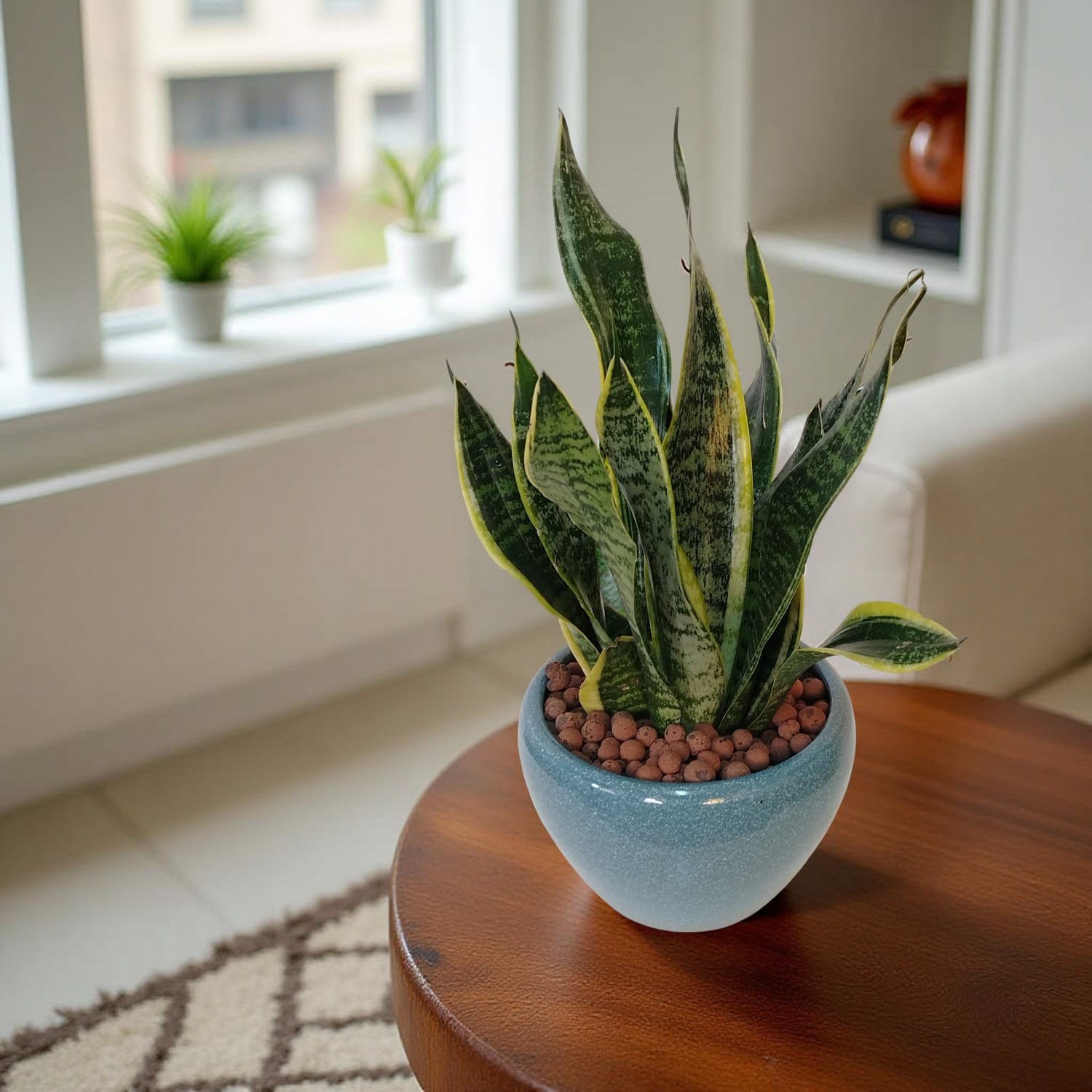 السنسفيرا (سانسيفيريا)  Sansevieria (Snake Plant)
