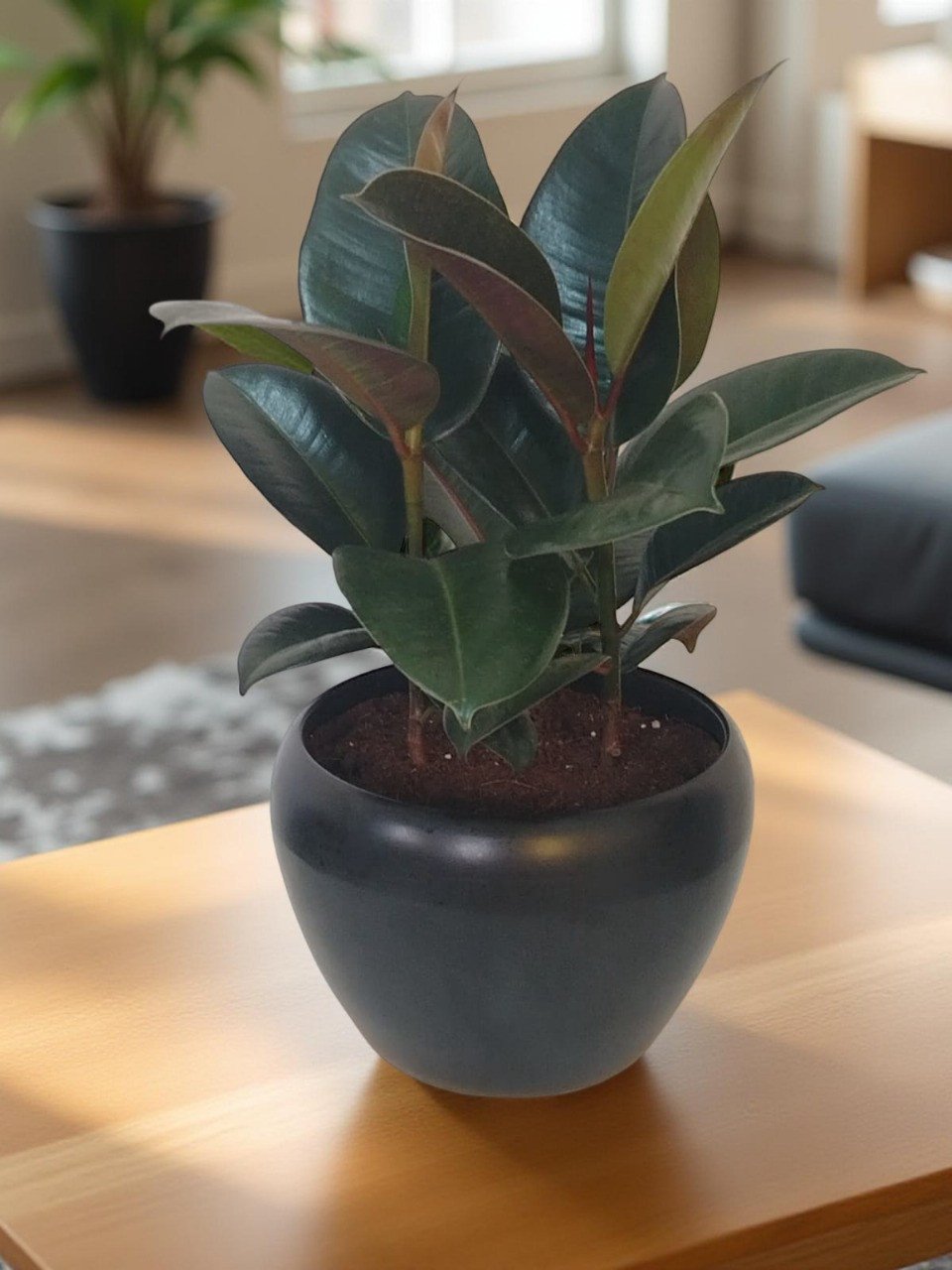 تين المطاط فيكس إلستيكا في وعاء أنيق  Rubber Plant Ficus Elastica in Elegant Pot