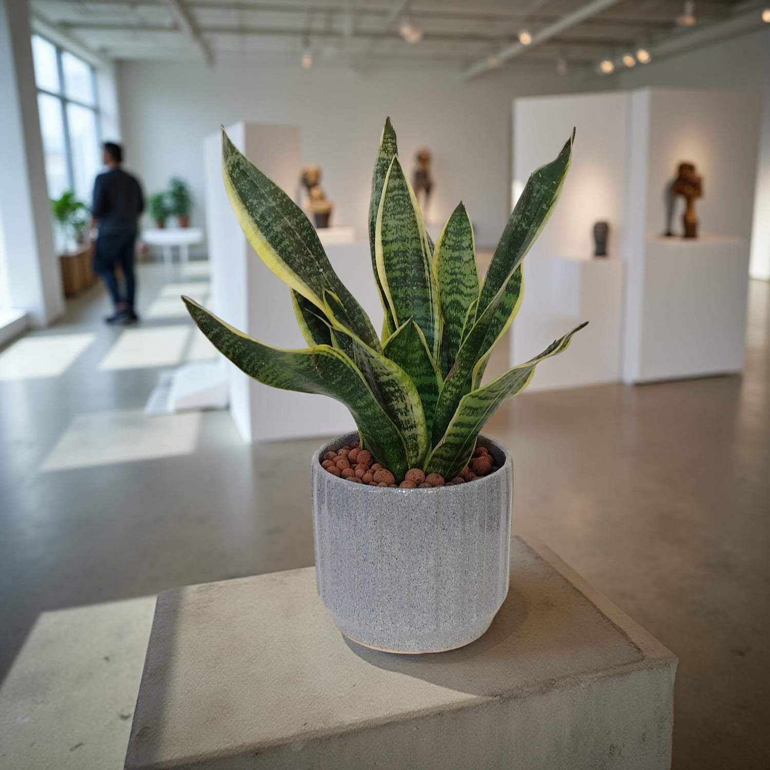 نبات جلد النمر سانسيفيريا لورينتي  Tiger Skin Plant Sansevieria Laurentii