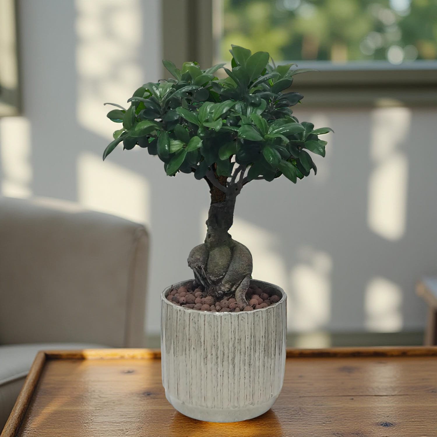 نبات الجينسنغ فيكوس  Ficus Ginseng Plant