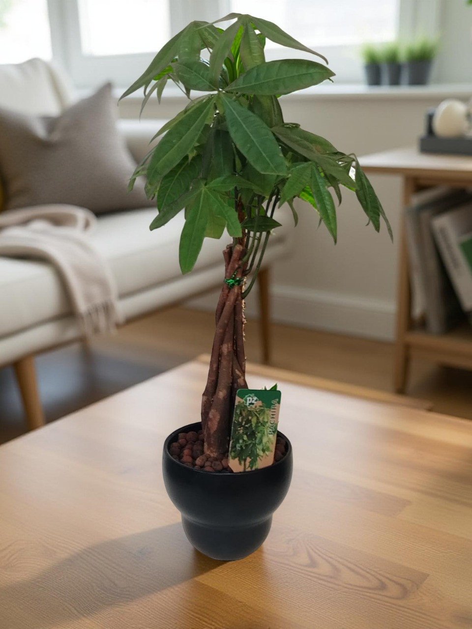 شجرة المال باتشيرا في وعاء أنيق Money Tree Pachira Aquatica in Elegant Pot