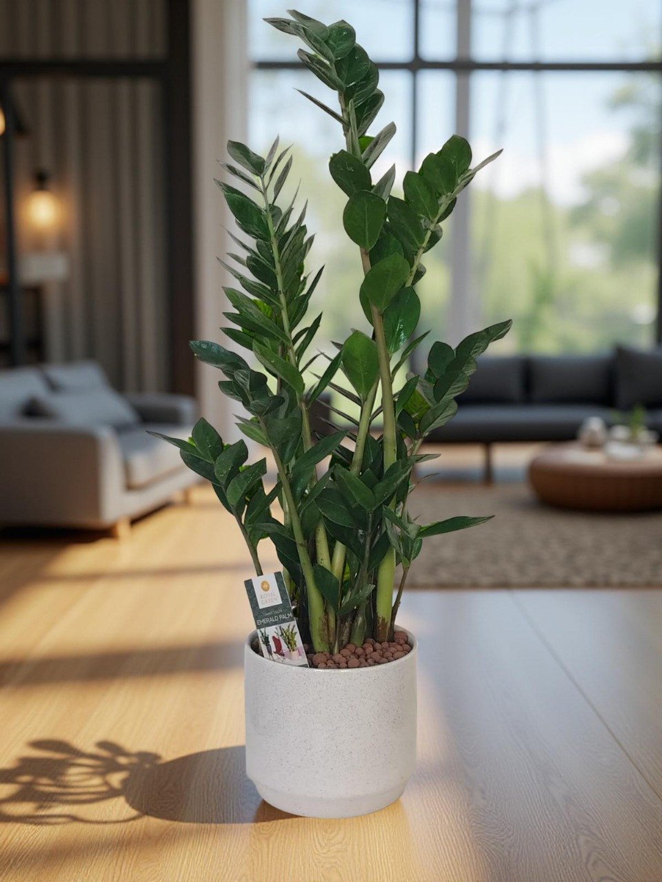 نبات الزامبيا زاميوكولكاس في وعاء أنيق  ZZ Plant  Zamioculcas in Elegant Pot